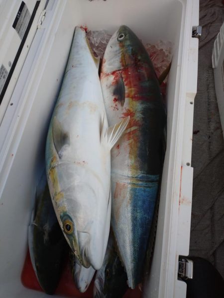 寒鰤ジギングシーズン開幕