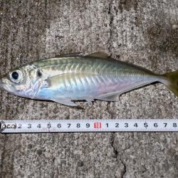 中アジと仲間たち