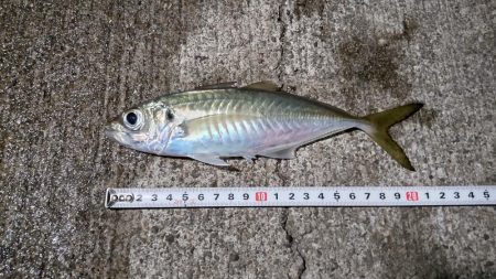 中アジと仲間たち