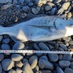 ついにきた!ヘダイとボラを釣る