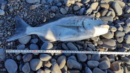 ついにきた!ヘダイとボラを釣る