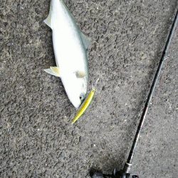 時化て波が岩場に当たる中よく見たら