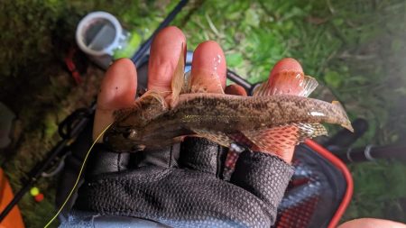 旧中川　落ちハゼ　夜釣り