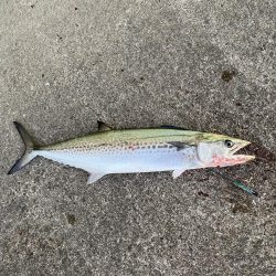 まん丸サゴシ大と鰤、メジロ