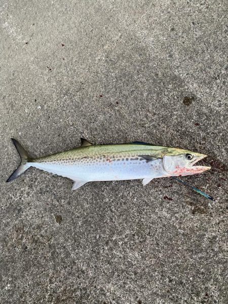 まん丸サゴシ大と鰤、メジロ