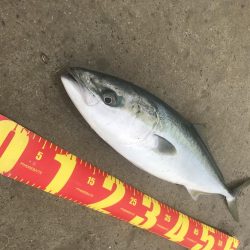 カマスの飲ませでメジロGET