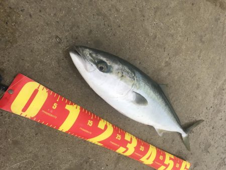 カマスの飲ませでメジロGET