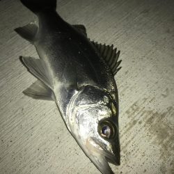 雨上がりでもセイゴ