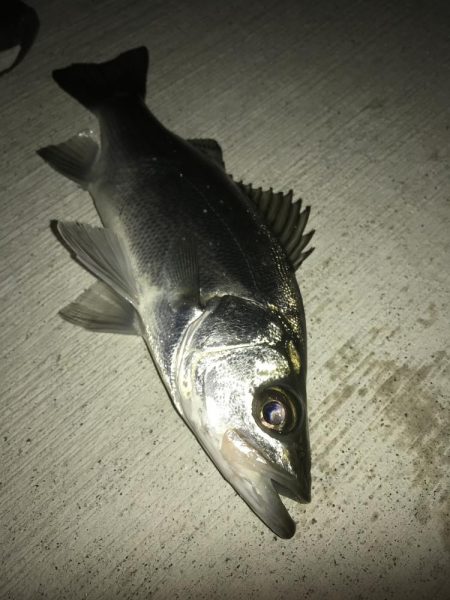 雨上がりでもセイゴ