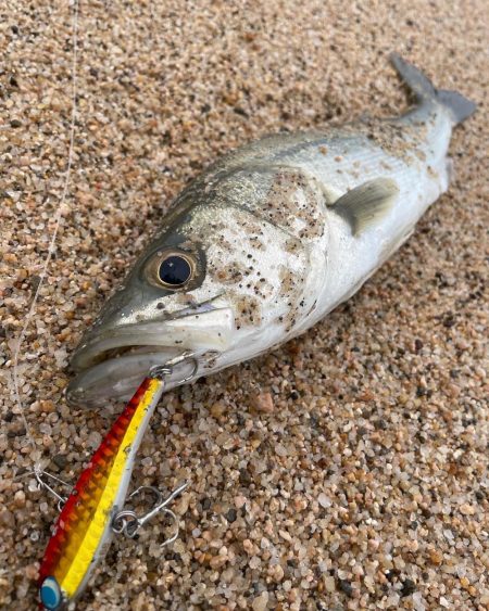 釣り納めシーバスボイル