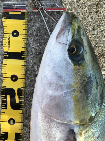 そろそろ終わりかなぁ？どうやろかなぁ〜