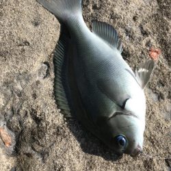 白浜見草地磯でカゴ釣りでグレGET