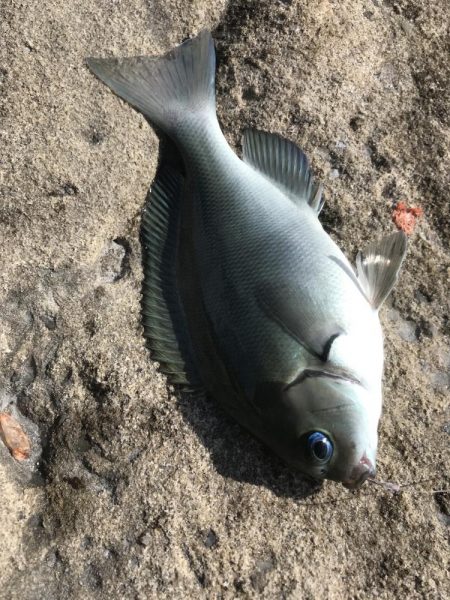 白浜見草地磯でカゴ釣りでグレGET