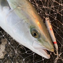 リトルサーディンでメジロ