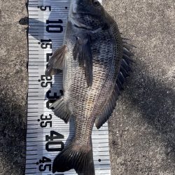 イチノ兄弟(兄)釣果!