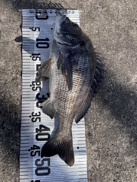 イチノ兄弟（兄）釣果！