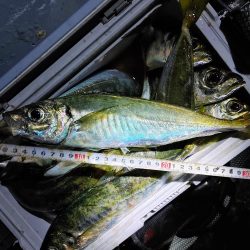 尺アジ入れ食い