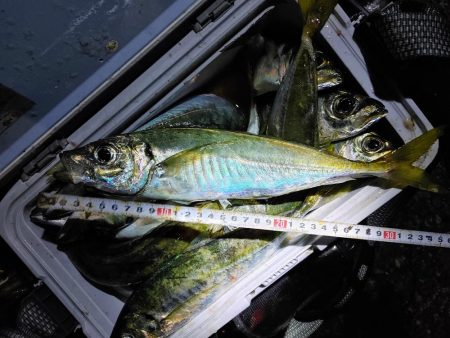 尺アジ入れ食い