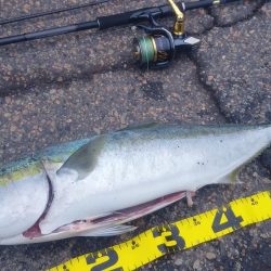 メジロ 67センチ