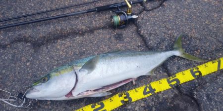 メジロ　67センチ