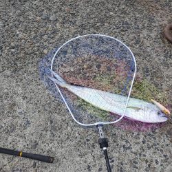 カマスと堤防シイラ