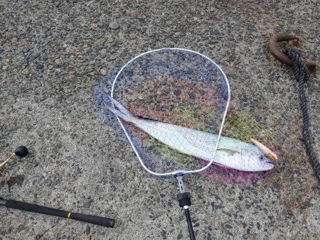 カマスと堤防シイラ