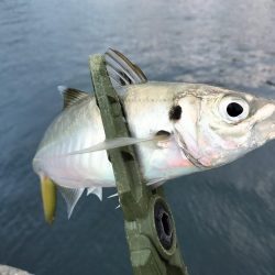 今日は厳しい…