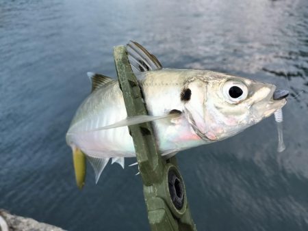 今日は厳しい…