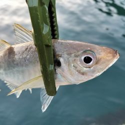 朝マズメアジング