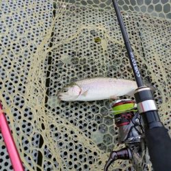 半年ぶりに魚を釣りました。