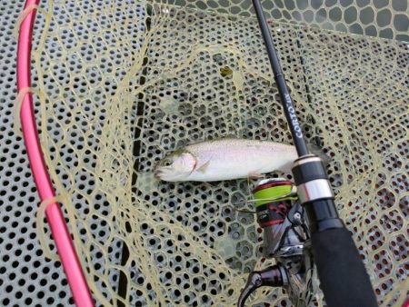 半年ぶりに魚を釣りました。