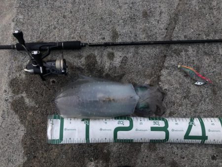 2022 佐渡ヶ島エギング 56回目【11…