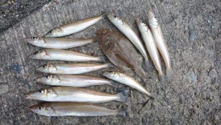 強風の播磨新間釣行