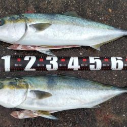 初ブリ80cm＆メジロ77㎝