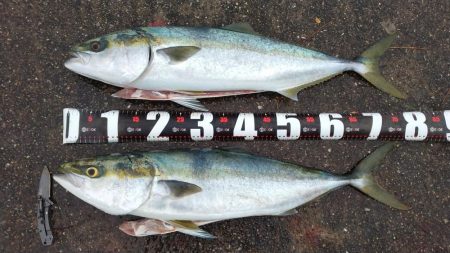 初ブリ80cm＆メジロ77㎝