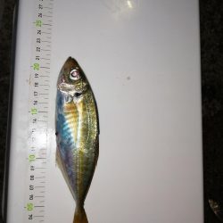 今日もアジ釣り