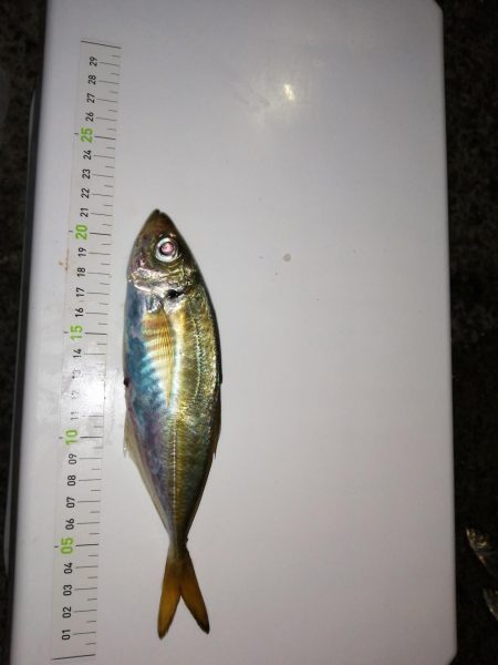 今日もアジ釣り