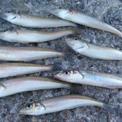 播磨新島のキス釣行