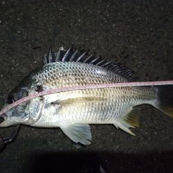 2022/12/06 南港ヘチ釣り釣行