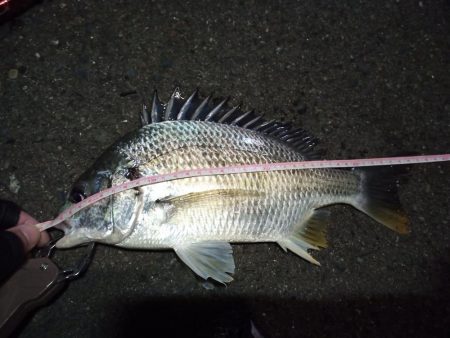 2022/12/06 南港ヘチ釣り釣行