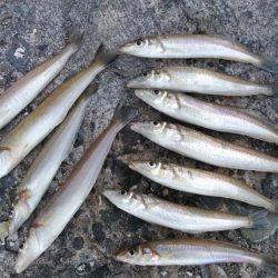 播磨新島のキス情報