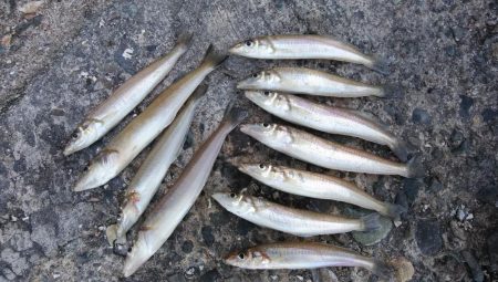 播磨新島のキス情報