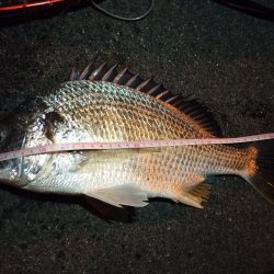 2022/12/10 南港ヘチ釣り釣行