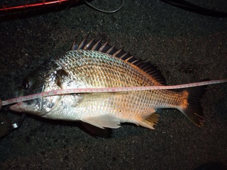 2022/12/10 南港ヘチ釣り釣行