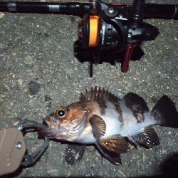 2022/12/11 南港ライトゲーム釣行