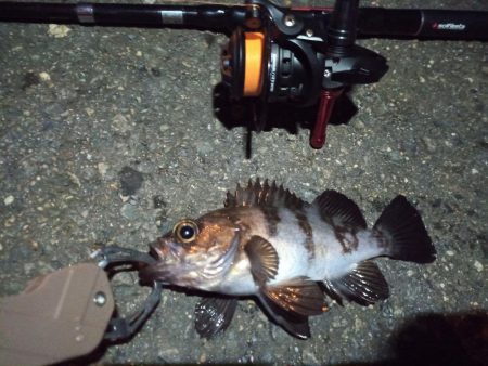 2022/12/11 南港ライトゲーム釣行…