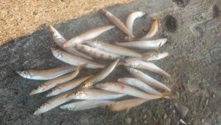 播磨新島のキス釣行