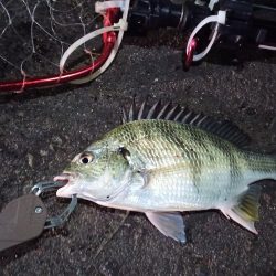 2022/12/14 南港ヘチ釣り釣行