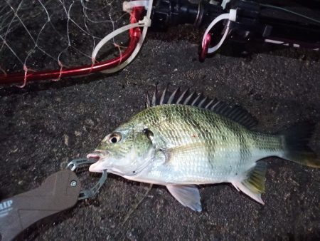 2022/12/14 南港ヘチ釣り釣行