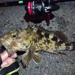 2022/12/15 南港ライトゲーム釣行